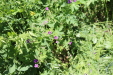 Thumbnail IMG_1832.JPG 