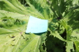 Thumbnail IMG_1834.JPG 