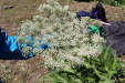 Thumbnail IMG_1835.JPG 