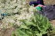 Thumbnail IMG_1836.JPG 