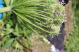 Thumbnail IMG_1841.JPG 