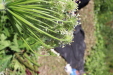 Thumbnail IMG_1842.JPG 