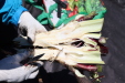 Thumbnail IMG_1843.JPG 