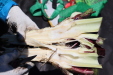 Thumbnail IMG_1844.JPG 