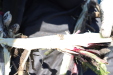 Thumbnail IMG_1845.JPG 