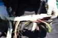 Thumbnail IMG_1846.JPG 