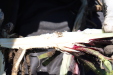 Thumbnail IMG_1847.JPG 