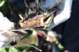 Thumbnail IMG_1849.JPG 