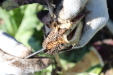 Thumbnail IMG_1850.JPG 