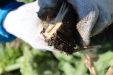 Thumbnail IMG_1851.JPG 