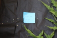 Thumbnail IMG_1998.JPG 