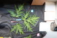Thumbnail IMG_1999.JPG 