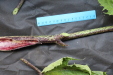 Thumbnail IMG_2001.JPG 