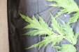 Thumbnail IMG_2002.JPG 
