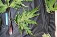 Thumbnail IMG_2003.JPG 