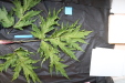 Thumbnail IMG_2004.JPG 