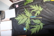 Thumbnail IMG_2006.JPG 