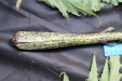 Thumbnail IMG_2007.JPG 