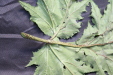 Thumbnail IMG_2008.JPG 
