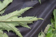 Thumbnail IMG_2009.JPG 