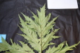 Thumbnail IMG_2010.JPG 
