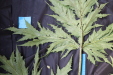 Thumbnail IMG_2011.JPG 