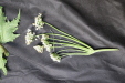 Thumbnail IMG_2012.JPG 
