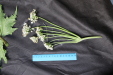 Thumbnail IMG_2013.JPG 