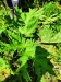 Thumbnail IMG20220705132647.jpg 
