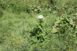 Thumbnail IMG_1857.JPG 