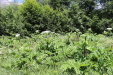 Thumbnail IMG_1860.JPG 