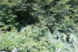 Thumbnail IMG_1865.JPG 