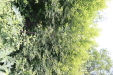 Thumbnail IMG_1866.JPG 