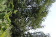 Thumbnail IMG_1867.JPG 