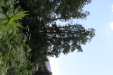 Thumbnail IMG_1868.JPG 