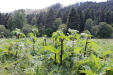Thumbnail IMG_1869.JPG 