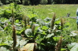 Thumbnail IMG_1873.JPG 