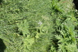 Thumbnail IMG_1874.JPG 