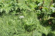 Thumbnail IMG_1875.JPG 