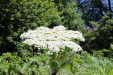Thumbnail IMG_1876.JPG 