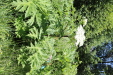 Thumbnail IMG_1877.JPG 