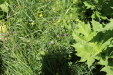 Thumbnail IMG_1878.JPG 