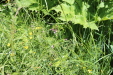 Thumbnail IMG_1879.JPG 