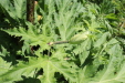 Thumbnail IMG_1880.JPG 