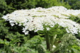 Thumbnail IMG_1882.JPG 