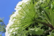 Thumbnail IMG_1883.JPG 