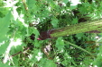 Thumbnail IMG_1884.JPG 