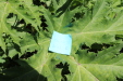 Thumbnail IMG_1885.JPG 