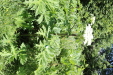 Thumbnail IMG_1886.JPG 