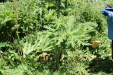 Thumbnail IMG_1889.JPG 